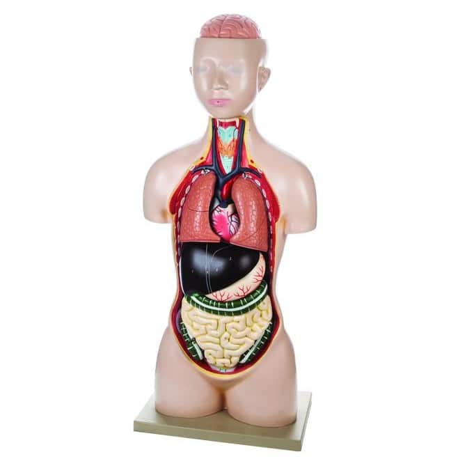 Modelo torso humano AM0004