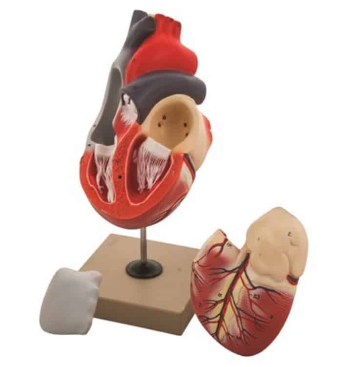 Modelo corazón humano 3 partes AM0076