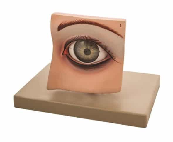 Modelo ojo humano con párpado removible AM0028